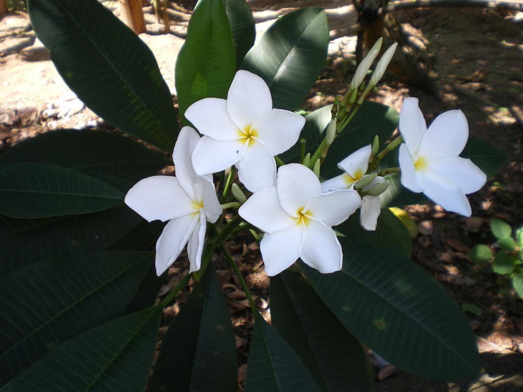 Seychelles Yellow Petals Anse Boileau Eksteriør bilde